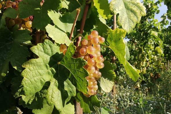 A Lyon, quatre hommes ont été mis en examen pour trafic de personnes et travail illégal pendant les vendanges. Image d'archives.