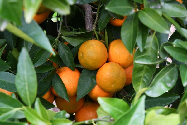 Après les pluies torrentielles qui impactent la région agricole de Valence, les importateurs de fruits et légumes espagnols redoutent des pénuries dans les semaines à venir.