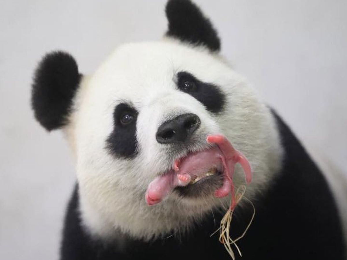 Un Bebe Panda A Pairi Daiza