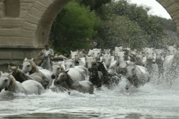 La "gaze" des chevaux dans le Vidourle, à Sommières - archives