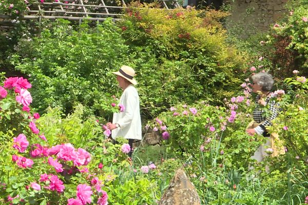 Le jardin de l'abbaye de Valsaintes est ouvert aux amoureux des roses jusqu'au 2 juin.