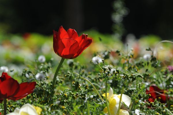 C'est le printemps à Angers à Terra Botanica