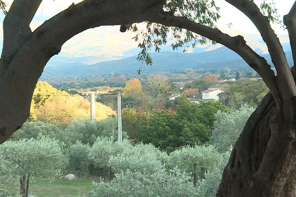 Pays Catalan, oliviers certainement millénaires sur la commune de Reynès.