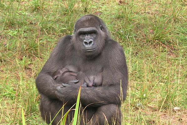 La maman gorille serre dans ses bras son bébé