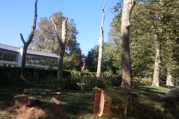 Les platanes de l’allée cavalière de Buisson Rond ont été expertisés. Pour raison de sécurité les arbres signalés comme dangereux ont été abattus.