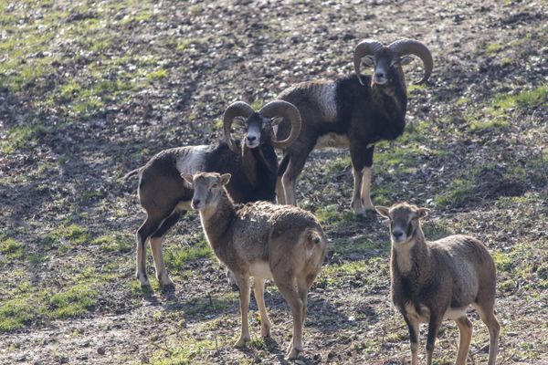 Illustration - Le mouflon de Corse, une espèce endémique, et protégée.