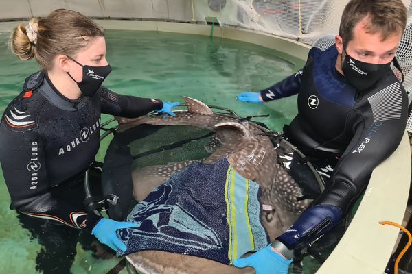 La femelle Raie guitare à nez rond part ce vendredi pour un aquarium de Ténérife