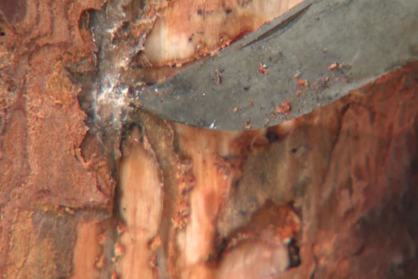 Le scolyte creuse des galeries dans le bois, puis pond à l'intérieur. Une fois les larves écloses, elles terminent de coloniser le tronc, étouffant l'arbre.