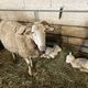 Les brebis et agneaux de la race Raïole sont menacèe de disparition