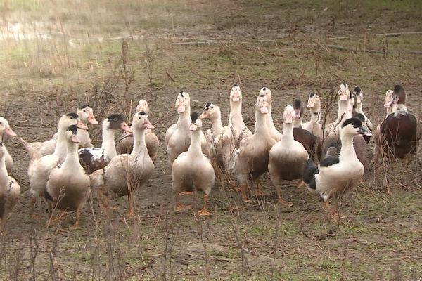 Le risque de grippe aviaire passe de "modéré" à "élevé"