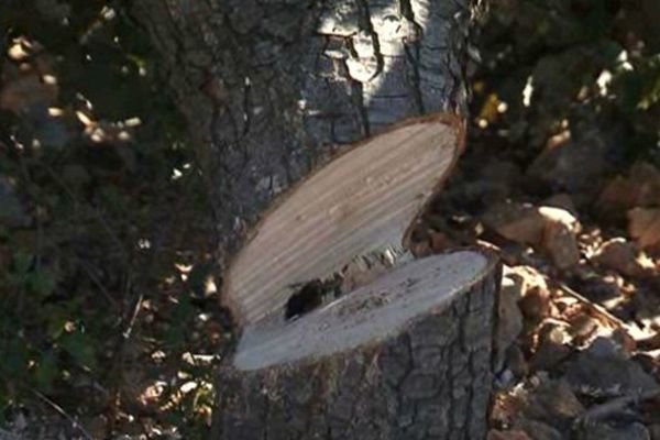 Arbre par arbre, les 300 chênes truffiers ont été tronçonnés, à Villespassans, dans l'Hérault. Un acte de malveillance incompréhensible