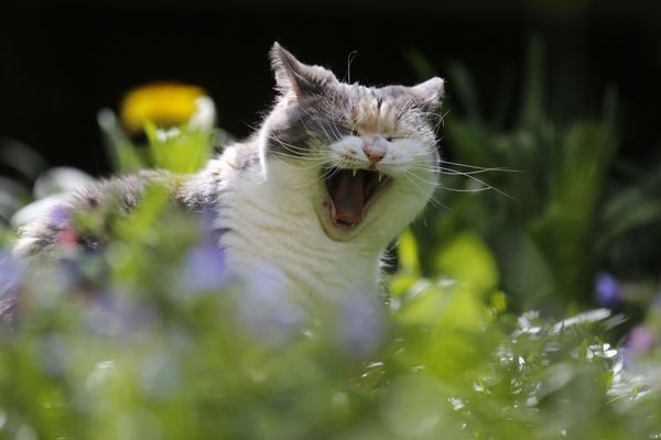 Félix le chat qui adore ronronner au soleil et déteste la pluie sera-t-il de sortie ? En Auvergne-Rhône-Alpes, la météo de cette semaine du 8 mai sera instable.