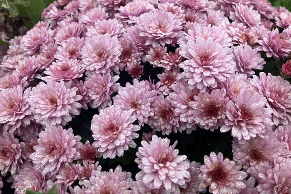 Illustration de chrysanthèmes roses - Octobre 2024 - Rungis, Val-de-Marne (94)