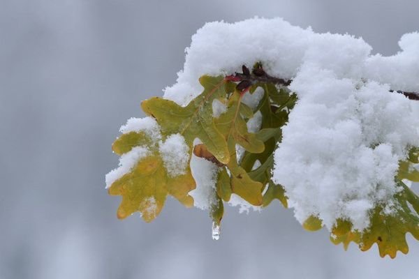 Dans la nuit du jeudi 30 novembre au 1er décembre, l'ensemble de la région sera recouverte de neige.