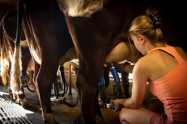 Lactalis veut réduire sa collecte d'environ 450 millions de litres en France, photo d'illustration