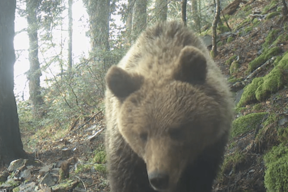 Bear Sightings in the French Pyrenees: Record Number of Clues and Video Compilation