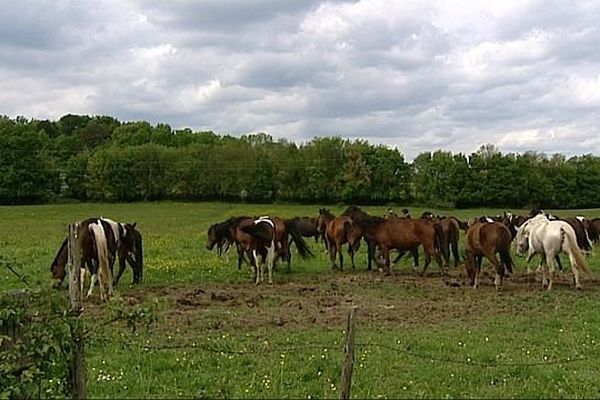 Une polémique est née autour d'un élevage de chevaux situé sur la commune de Branges, en Saône-et-Loire. 