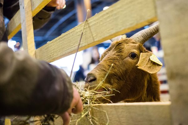 Connaissez-vous la petite histoire du fromage de chèvre de Valençay dans l'Indre ?