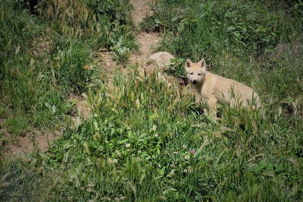 Nés fin mars 2023, en captivité, cinq louveteaux ont pointé le bout de leur museau dans le parc animalier de Casteil dans les Pyrénées-Orientales.