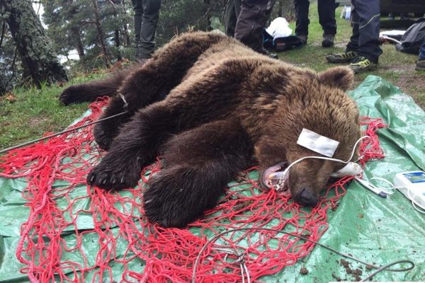 L'ours Cachou lors de sa capture le 27 mai 2019.