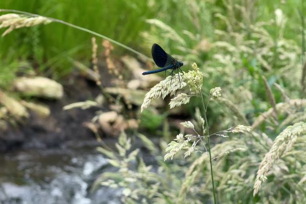 Des insectes, comme cette libellule sont attendus sur les bords du cours d'eau