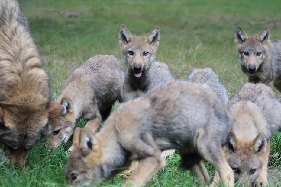 Sept louveteaux adoptés par une meute dans un parc zoologique