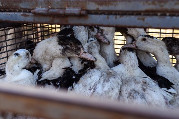 Des canards attendant d'être envoyés à l'abattoir en raison de l'épidémie de grippe aviaire dans une ferme de Doazit, dans le sud-ouest de la France, le 26 janvier 2022