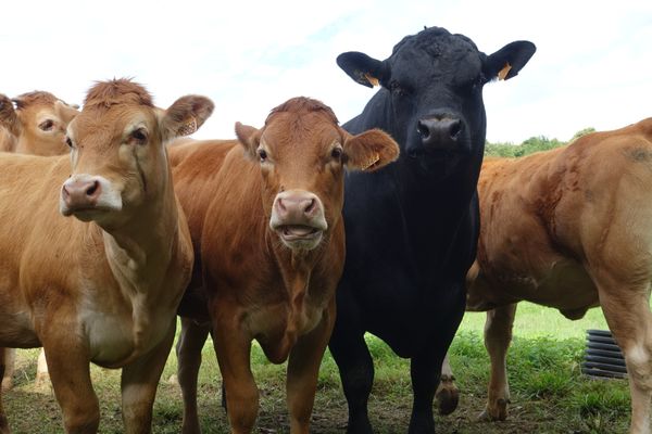 La ferme expérimentale de Thorigné-d'Anjou s'est déjà fait connaître pour élever un troupeau limousin bio en autonomie alimentaire depuis plus de vingt ans.