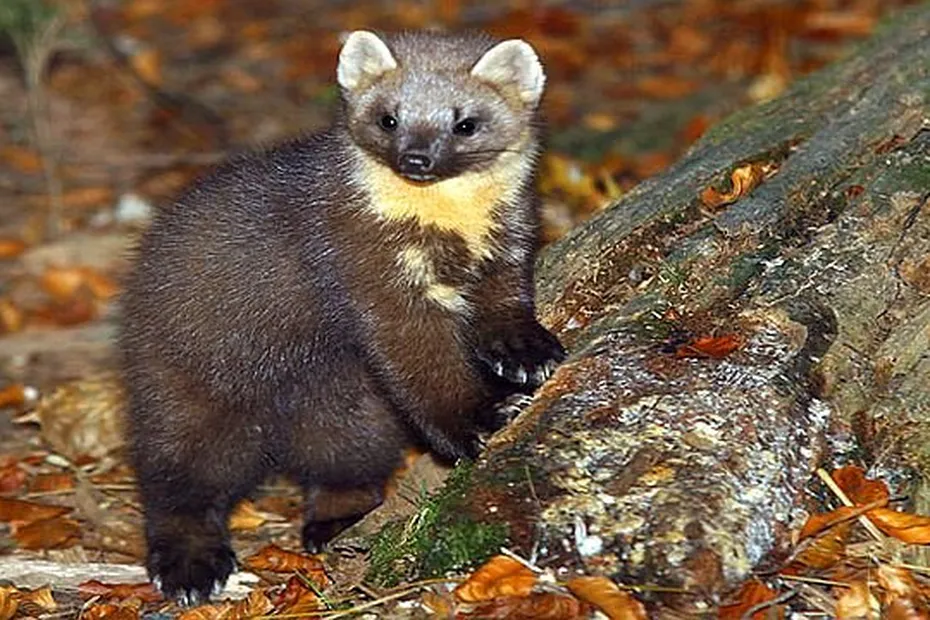 La Pie La Corneille Et La Martre Ne Sont Plus Des Animaux Nuisibles