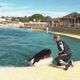 Alors que le sort des animaux de Marinland n'est toujours pas tranché, celui de la vingtaine de soigneurs du parc reste en suspens. Aujourd'hui certains s'expriment à travers une association de défense des animaux.