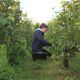 Onze travailleurs en situation de handicap d'un ESAT du Nord participent aux vendanges d'un vignoble de Champagne dans l'Aisne en ce mois de septembre 2024.