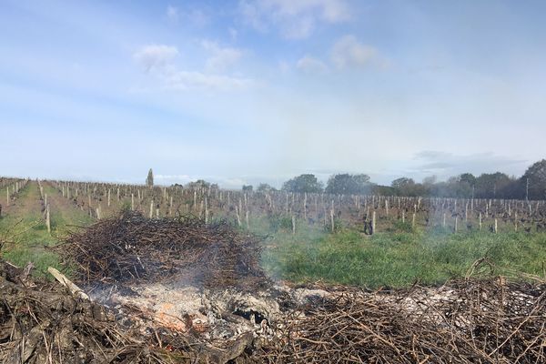 Les viticulteurs ont travaillé préventivement sur le gel, dans le vignoble nantais, le 4 avril 2019