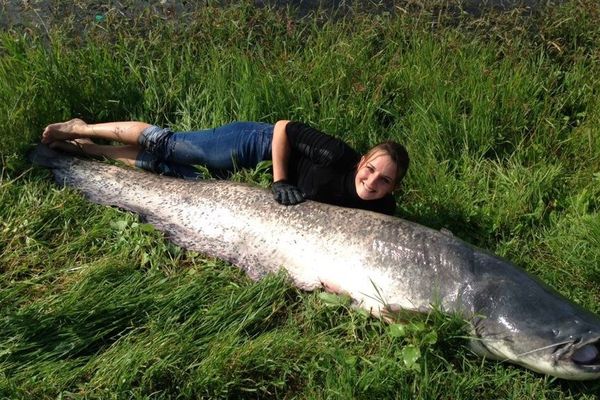 Christelle a sorti un silure de 244 cm pour une centaine de kilos au lac de Bouchemaine près d'Angers