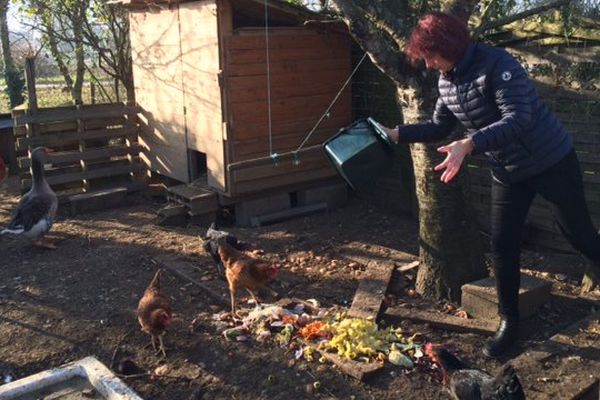 Les poules de Sophie sont nourries avec les épluchures d'un restaurant voisin.