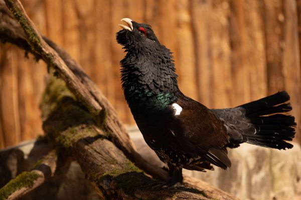 Le parc animalier de Sainte-Croix élève des grand tétras depuis 1998.