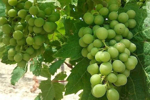 Aude - le vignoble en été- juillet 2013.