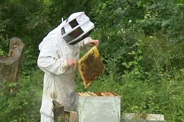 Pour tenter de protéger leurs ruches du frelon asiatique, les apiculteurs lui tendent des pièges. Par exemple, des appâts à base de bière brune et de sirop pour attirer l'intrus qu'il faudra ensuite pister jusqu'à son nid...Le plus souvent à la cime des arbres, à plus de 10 mètres de haut.