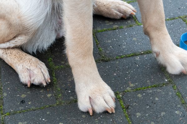 Condamné par la justice, le dog-sitter ne pourra plus s'occuper d'animaux.