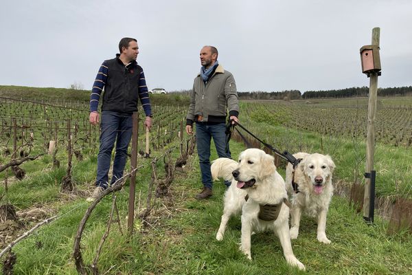 Franck, Muffin et Praline rencontrent Aurélien Poussin, vigneron dans la Marne.