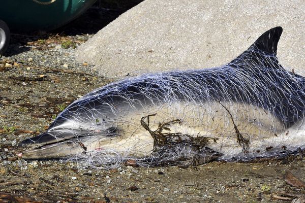 Ce jeune dauphin commun avait été trouvé échoué sur la plage de Port-Fontaine près du petit port de Lomener en 2018