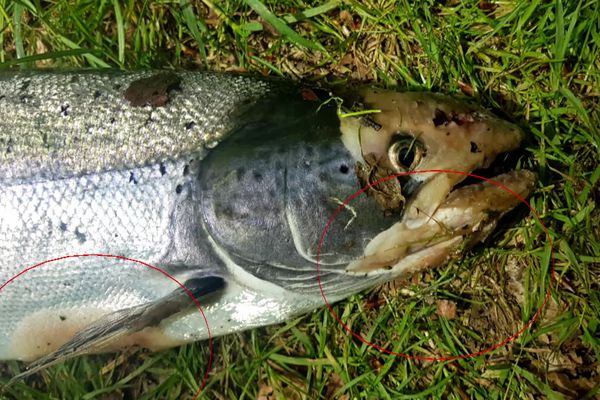 Ulcérations, tâches : des lésions constatés sur les saumons sauvages des rivières bretonnes qui meurent d'une étrange maladie.