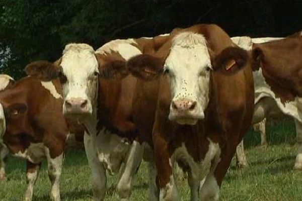 En Limousin, une production laitière plus importante pourrait être envisagée