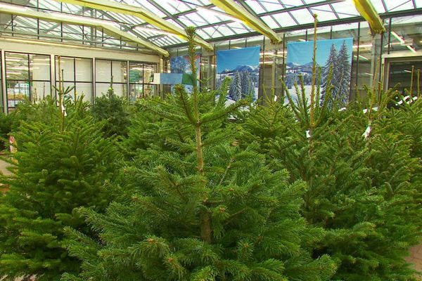 Les premiers sapins de Noël vendus durant le confinement grâce à un décret publié jeudi 19 novembre 2020