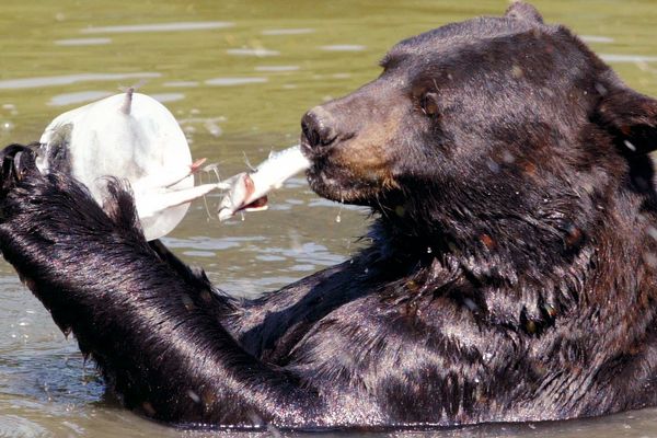 Un ours au zoo de Thoiry, dans les Yvelines.