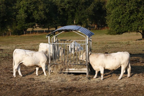 Photo d'illustration / A cause du manque d'herbe, les agriculteurs sont contraints de puiser dans leur stock hivernal de foin.