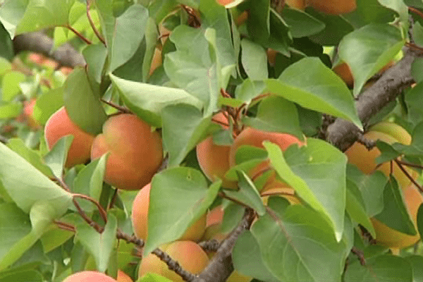 Les premiers abricots du Roussillon sont arrivés avec une semaine d'avance.