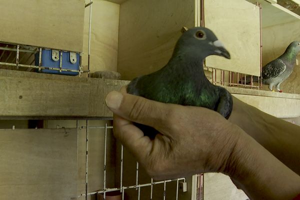 Un des pigeons de compétition de Hamed Ben Miloud à Montivilliers (76)