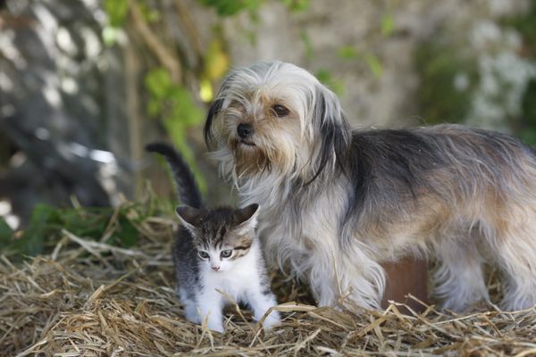 Le nombre de chats enregistrés dans l'Hérault en 2019 a dépassé celui de chiens