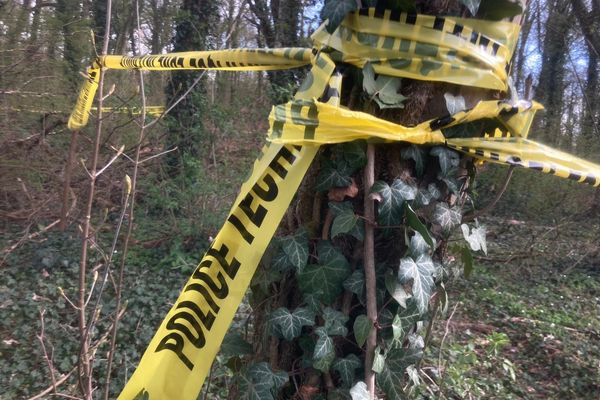 Une mâchoire et une dentition ont été découverts en lisière de la forêt du Waldeck à Riedisheim ce lundi 5 avril 2021.