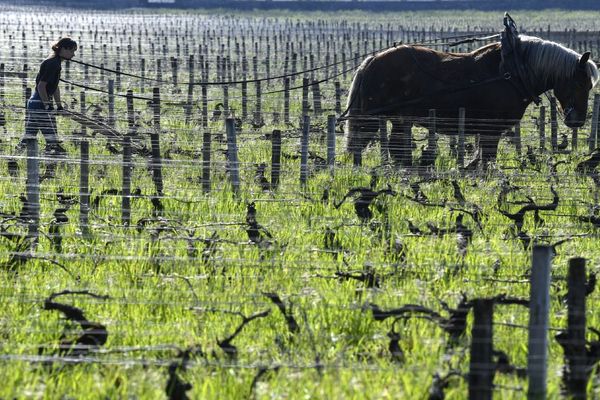 Au château de Pommard, en Côte-d’Or, la terre entre les pieds de pinot noir est retournée à l'aide d'une charrue et d'un cheval.  